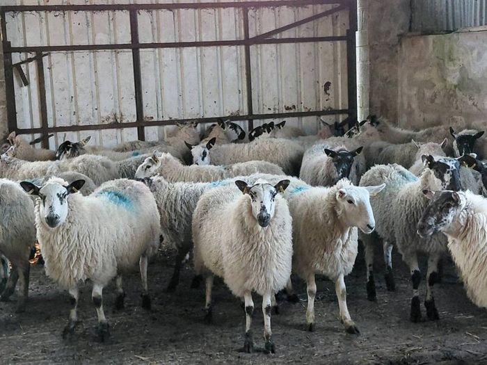 Ewe lambs Hoggot breeders.