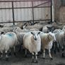 Ewe lambs Hoggot breeders. Image 10