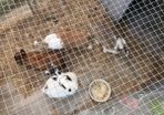 rabbits