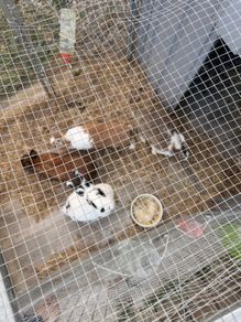 rabbits