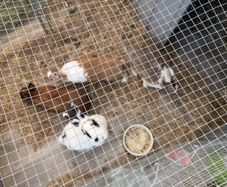 rabbits