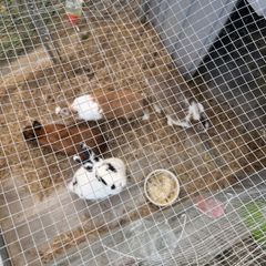 rabbits