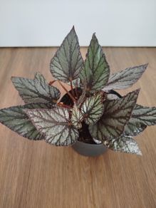 Begonia Arctic Breeze plant