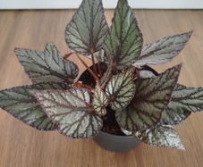 Begonia Arctic Breeze plant