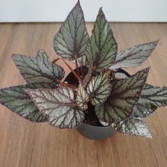 Begonia Arctic Breeze plant