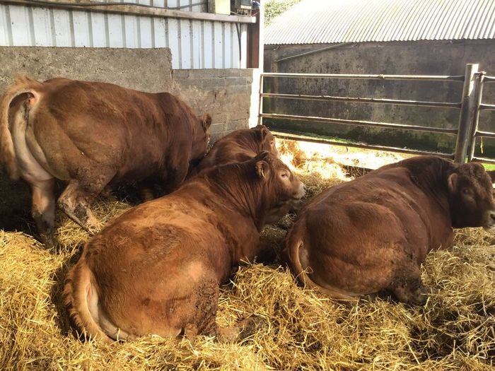 Pbr limousine bulls