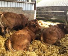 Pbr limousine bulls