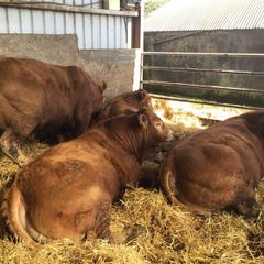 Pbr limousine bulls
