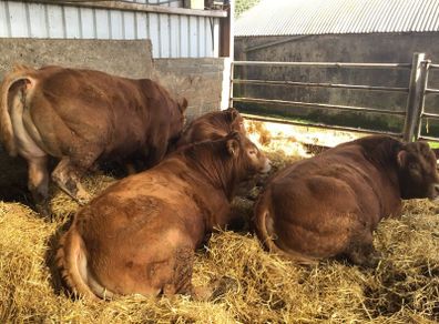 Pbr limousine bulls