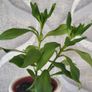Aeschinantus. '' Lipstick plant''  ''Golden Fish'' house plant. Image 5