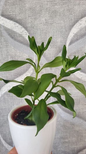 Aeschinantus. '' Lipstick plant''  ''Golden Fish'' house plant.