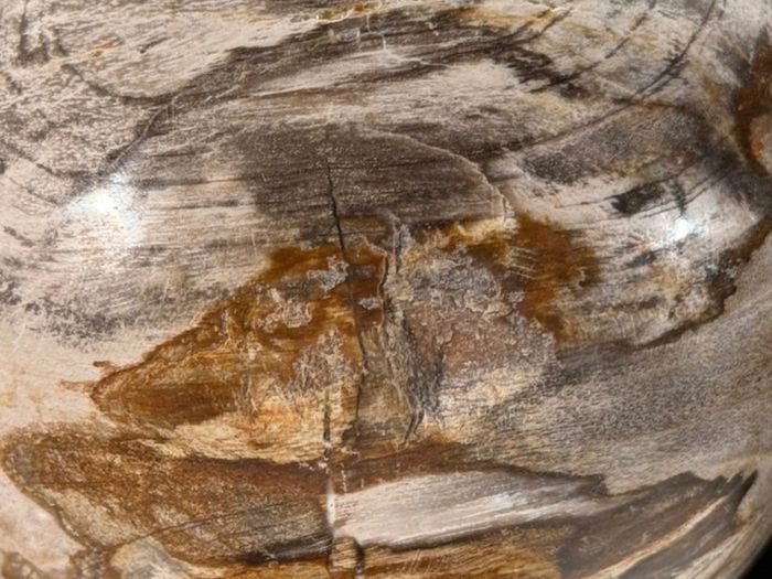 Polished Petrified Wood Geode Sphere (Diameter 10.2cm) - Wood, Woden Stand