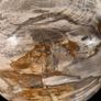 Polished Petrified Wood Geode Sphere (Diameter 10.2cm) - Wood, Woden Stand Image 9