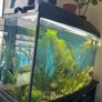 160l AQUAEL Fish tank Image 3