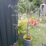 large 2.8 metre eucalyptus tree Image 4