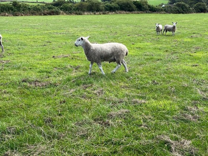 Blue Leicester Hogget