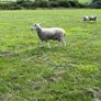 Blue Leicester Hogget Image 5