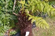 tree fern