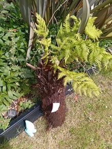 tree fern