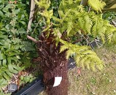 tree fern