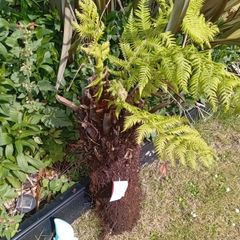 tree fern