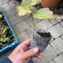 Oak Tree Saplings Image 2