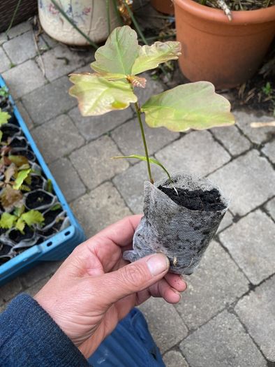 Oak Tree Saplings