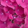 Hydrangea Image 2