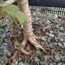 Native Irish Hawthorn Bonsai #3 Image 5