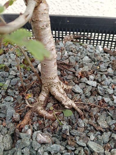 Native Irish Hawthorn Bonsai #3
