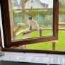 Catio for sale dromahair Leitrim Image 7