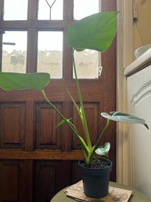 Monstera Deliciosa