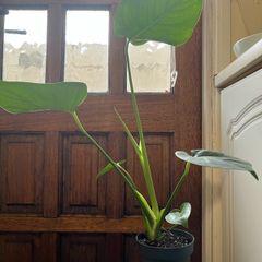 Monstera Deliciosa