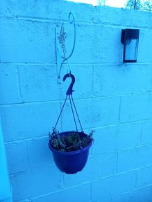 plant bracket