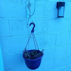 plant bracket