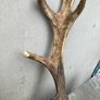 Deer Antlers Image 4