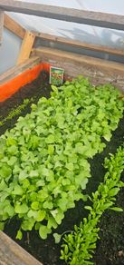 Fresh radishes to plant
