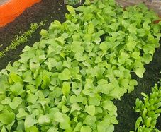 Fresh radishes to plant