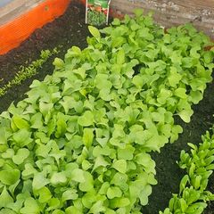 Fresh radishes to plant