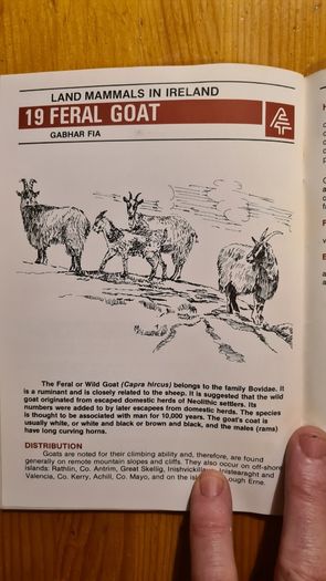 Land Mammals In Ireland. Issued By Forest And Wildlife Service. Leesonane Dublin. Booklet.1986.