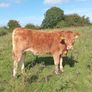 Organic heifers Gort mart Oct 1st Image 8