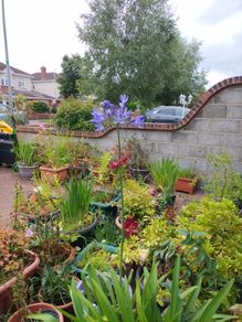 Agapanthus