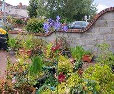 Agapanthus