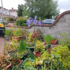 Agapanthus
