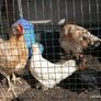 American Rooster Image 3