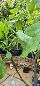 Fig Tree with Figs