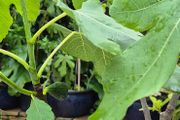 Fig Tree with Figs