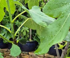Fig Tree with Figs