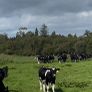 Maiden heifers Feb 26 born Image 3