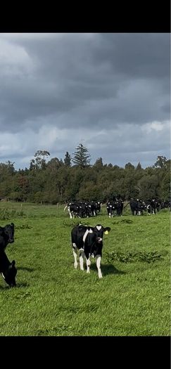Maiden heifers Feb 26 born